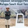 DIMAS RAKHMAT PANGESTUNING UTOMO SP