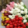 Deepali Tuptewar