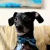 Charlie Arlo