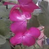 suresh mk