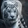 rohan sawant