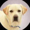 Django the Guide Dog