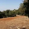 Ashraf Jaradat