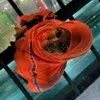 Nabila Amin