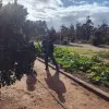 tarik Halloum