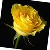 Ateeq Mohammed