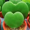 Gogreen Plant