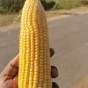 K Rambabu Kadem