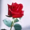 Rose Bailey