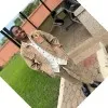 Adeogun Paul