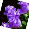 Saran Sweety