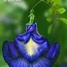 deepa
