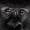 Tech Gorilla