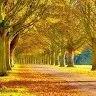 Javed Mohammed