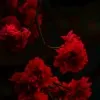 Shaima Albalushi