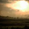 Satya Theej