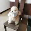 Handoko LINEWIH