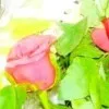 Parveen