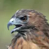 Hawk Silverdragon