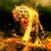 Manoj